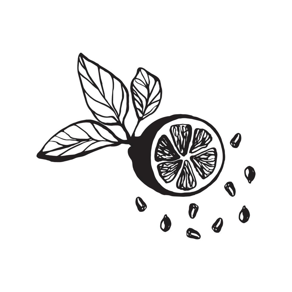 Cute single hand drawn lemon with leaves and seeds for menu or recipe. Doodle vector illustration. Fresh and tasty.