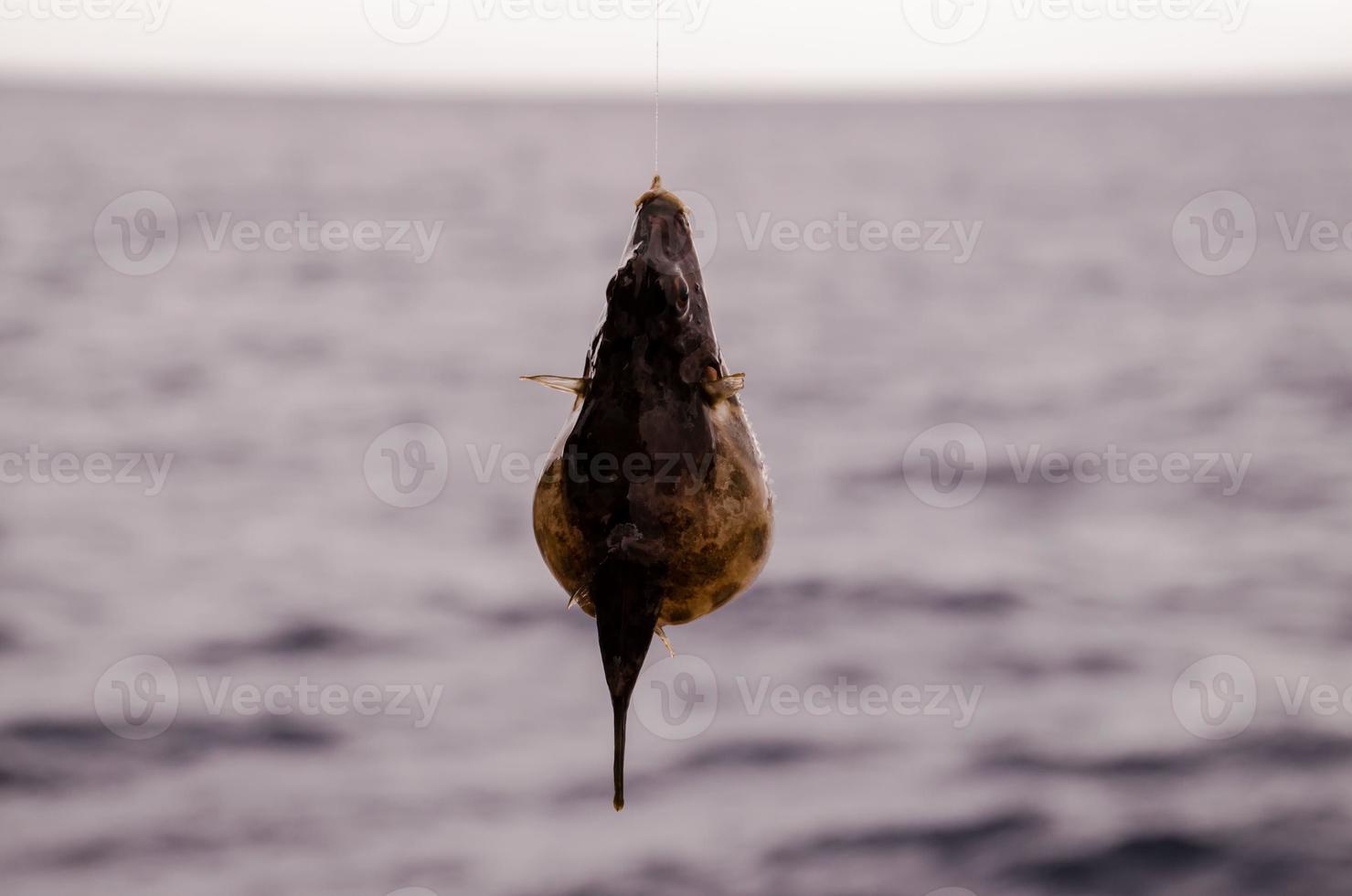 Small fish caught on the hook photo