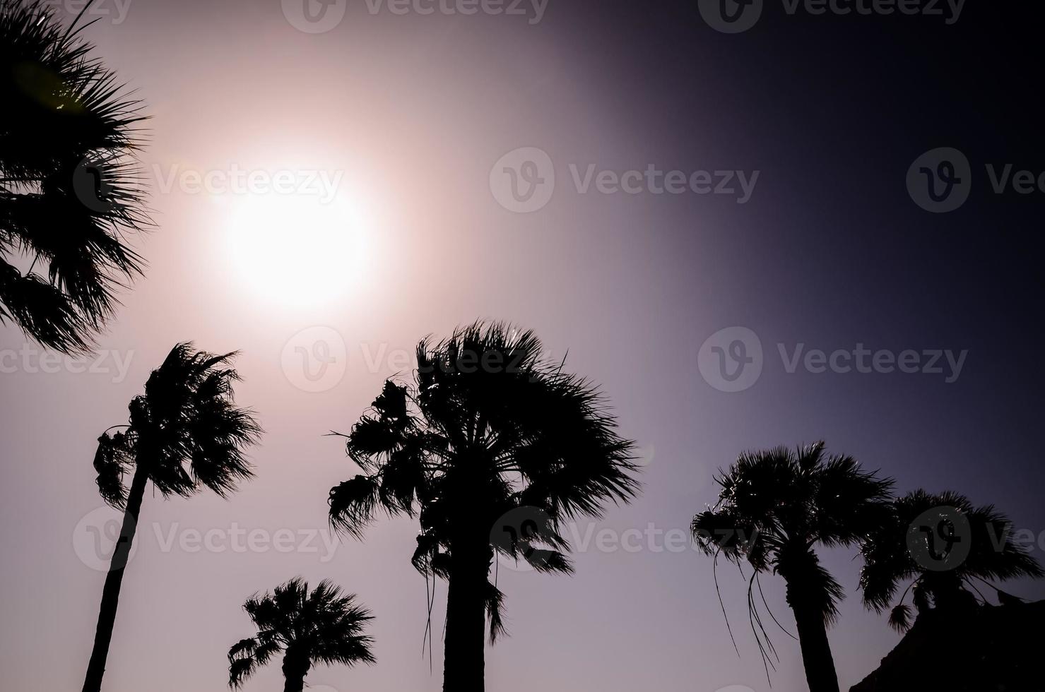 Palm trees view photo