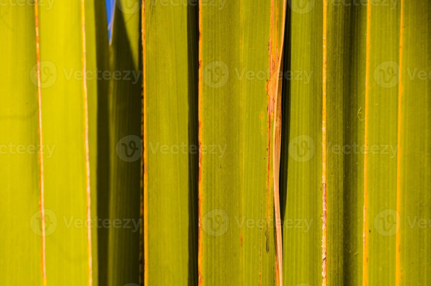Palm leaf texture background photo
