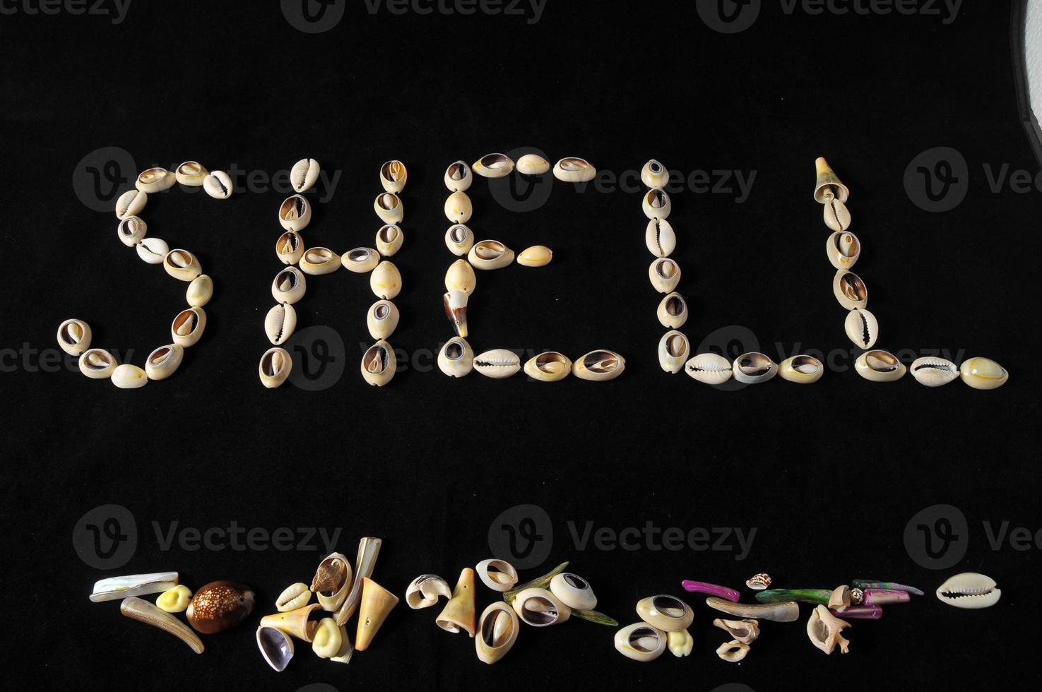 Seashells on black background photo