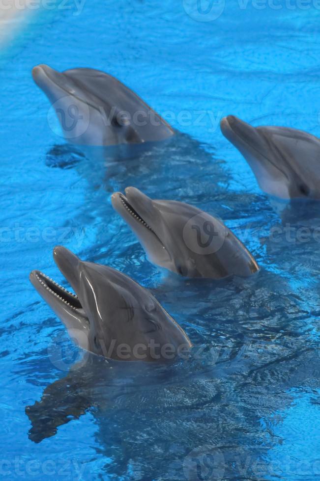 Group of tank dolphins photo