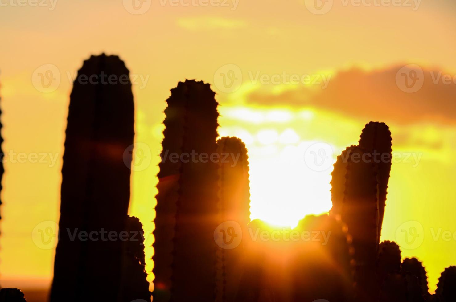 Desert view with cactus photo