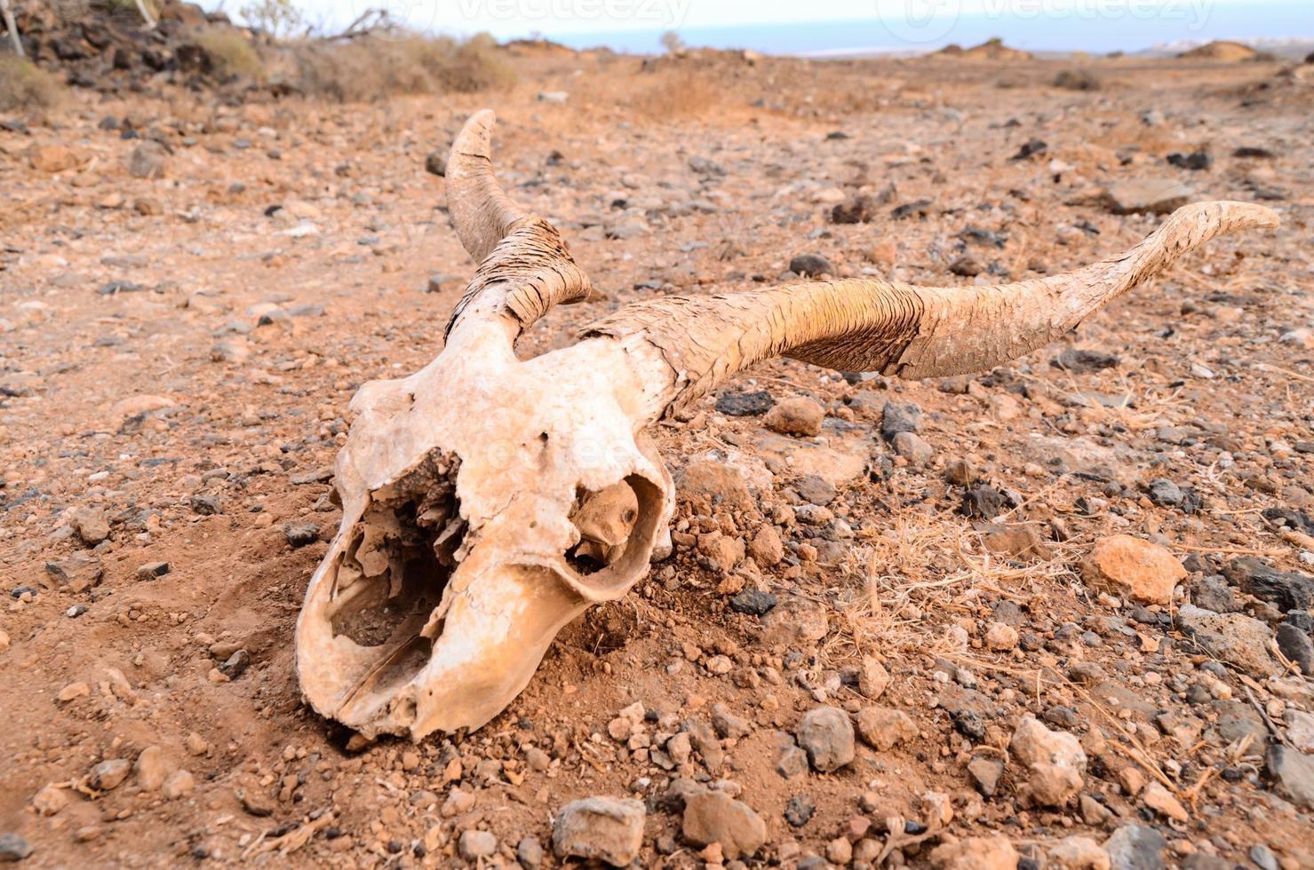 Ram skull on the ground photo