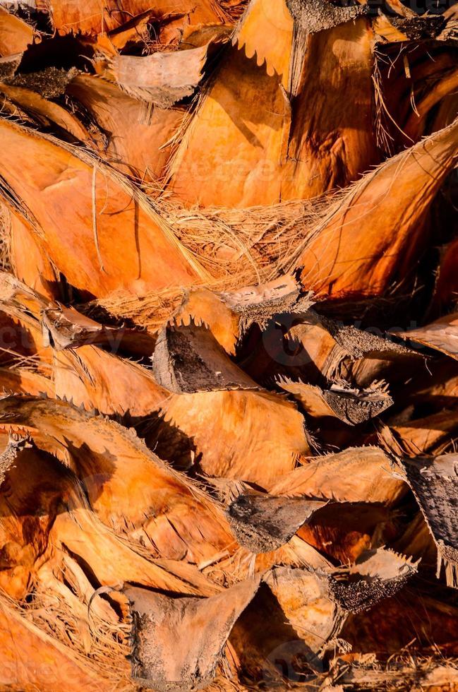 Palm leaf texture background photo