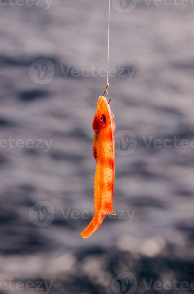 Fish caught on the hook photo