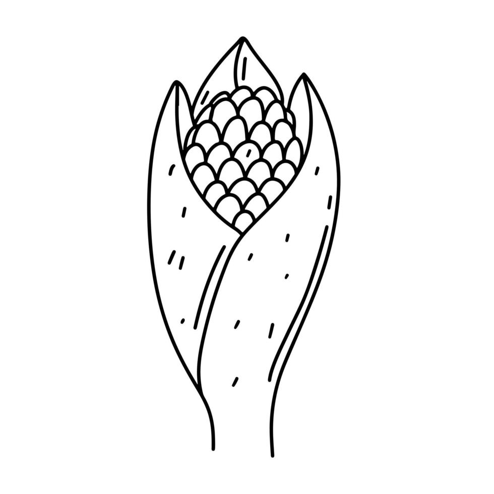 maíz maduro en estilo garabato dibujado a mano. ilustración vectorial aislado sobre fondo blanco. vector