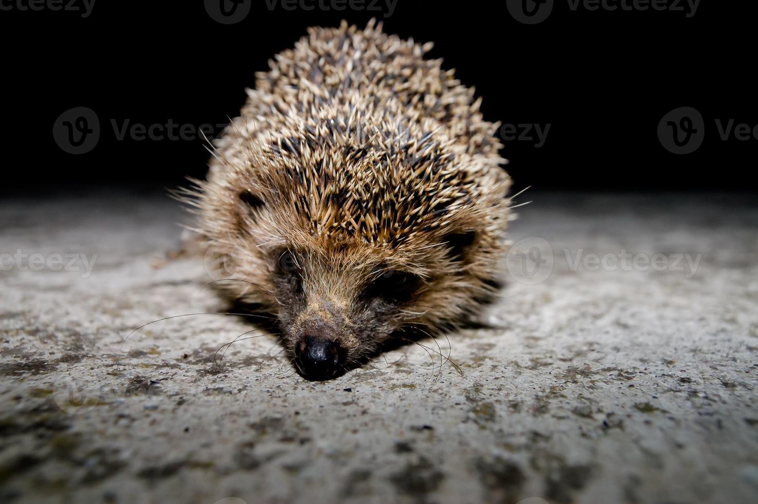 Cute hedgehog close-up photo