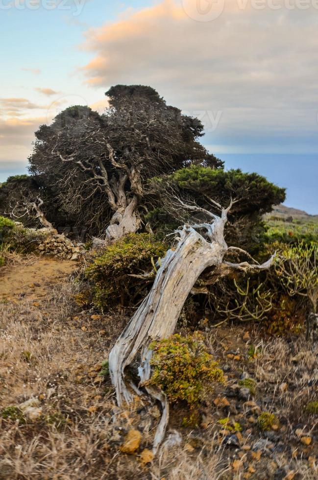 Dead tree by the cliff photo