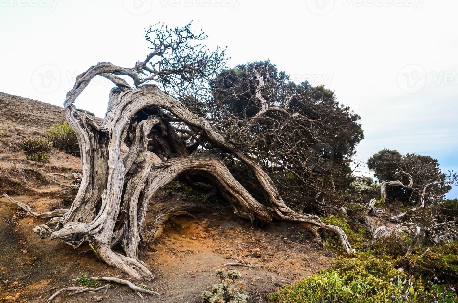 Dead tree by the cliff photo