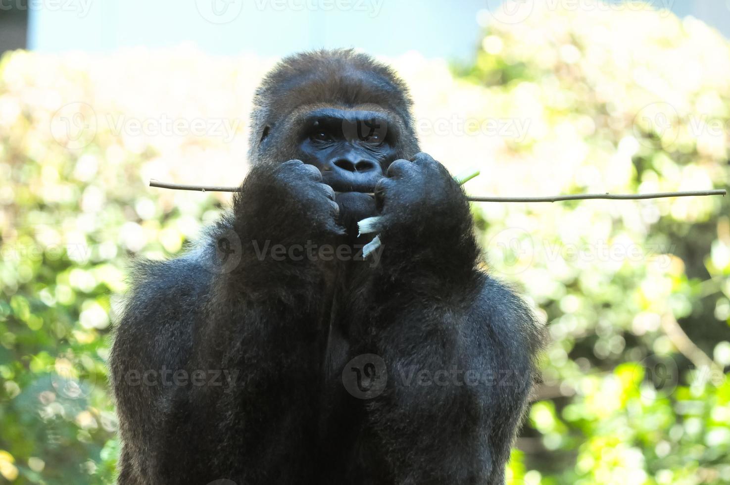 Strong gorilla in the zoo photo