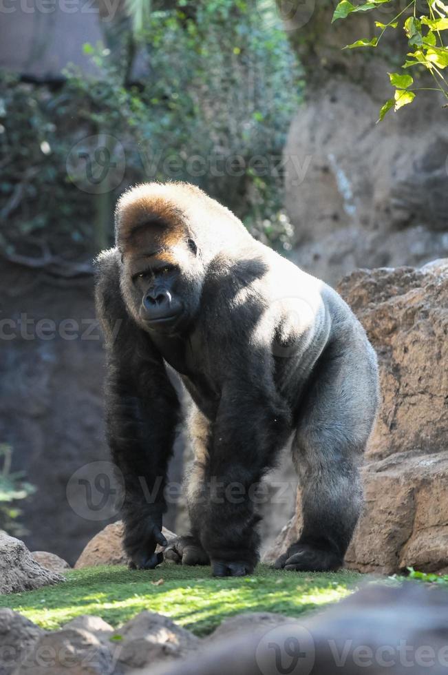 Strong gorilla in the zoo photo