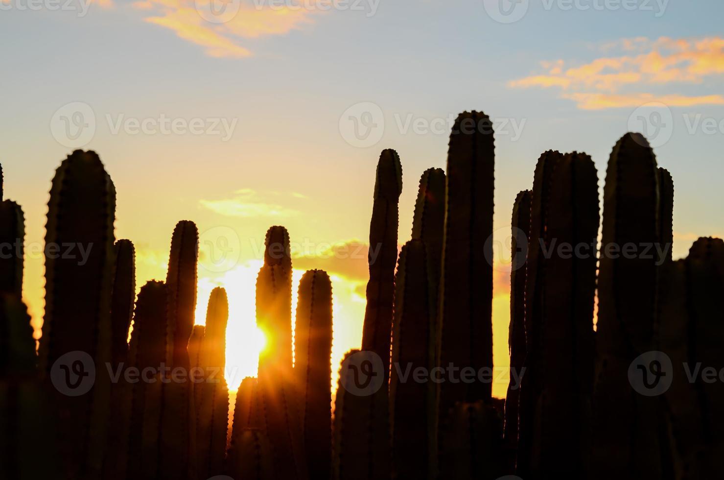 Desert view with cactus photo