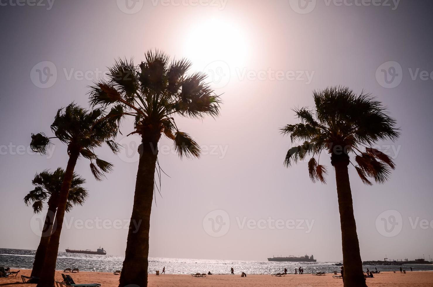 View with palm trees photo