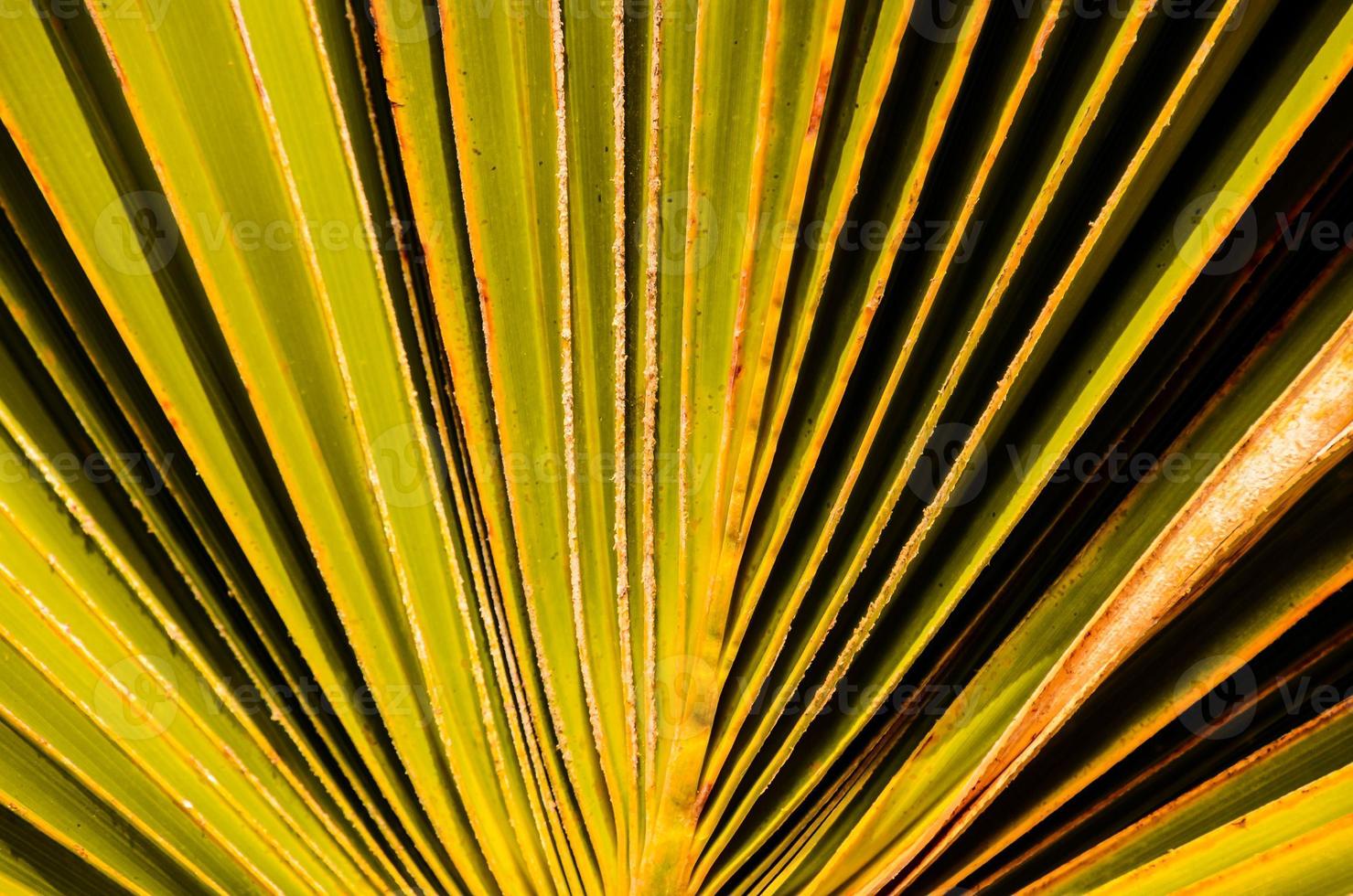 Palm leaf texture background photo