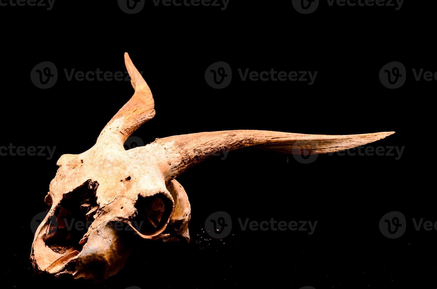 Ram skull close-up photo