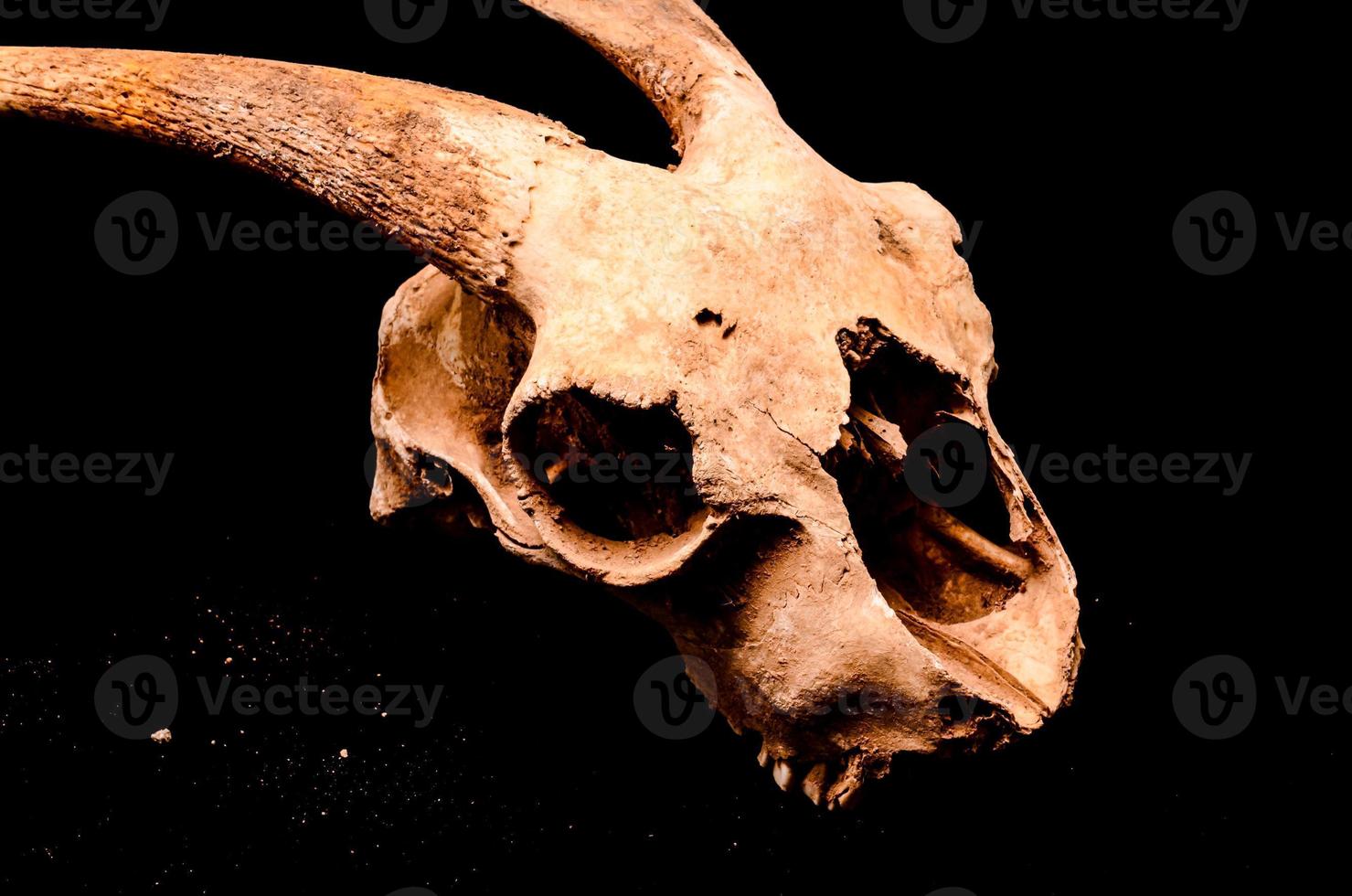 Ram skull close-up photo