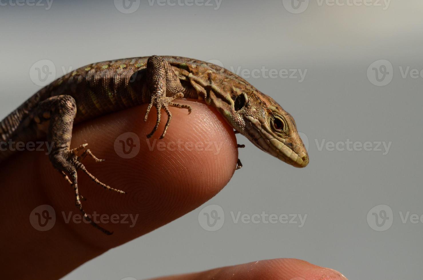 primer plano de lagarto salvaje foto