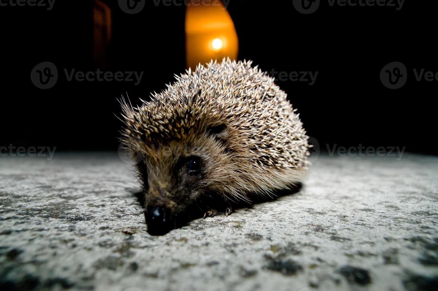 Cute hedgehog close-up photo