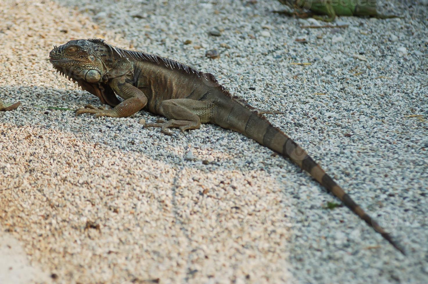 Wild lizard close-up photo