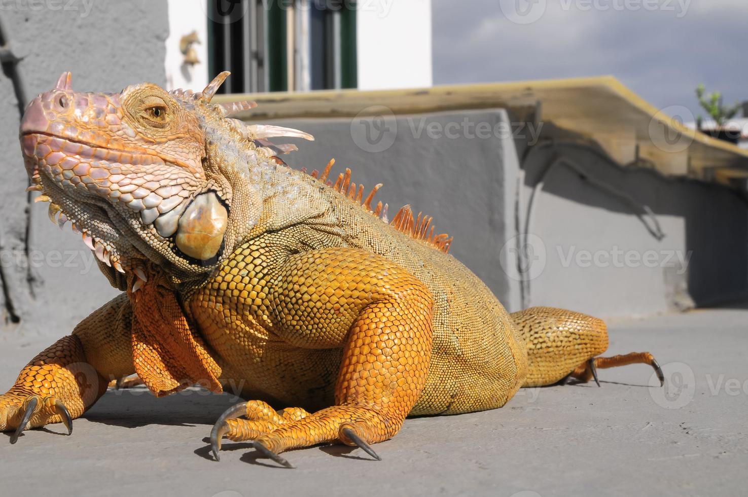 Wild lizard close-up photo