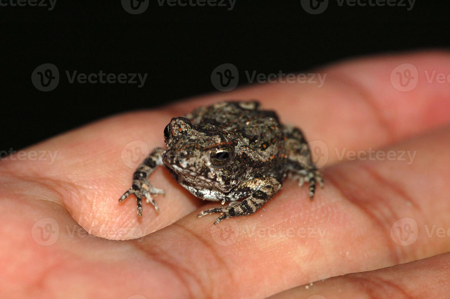 Cute frog close-up photo