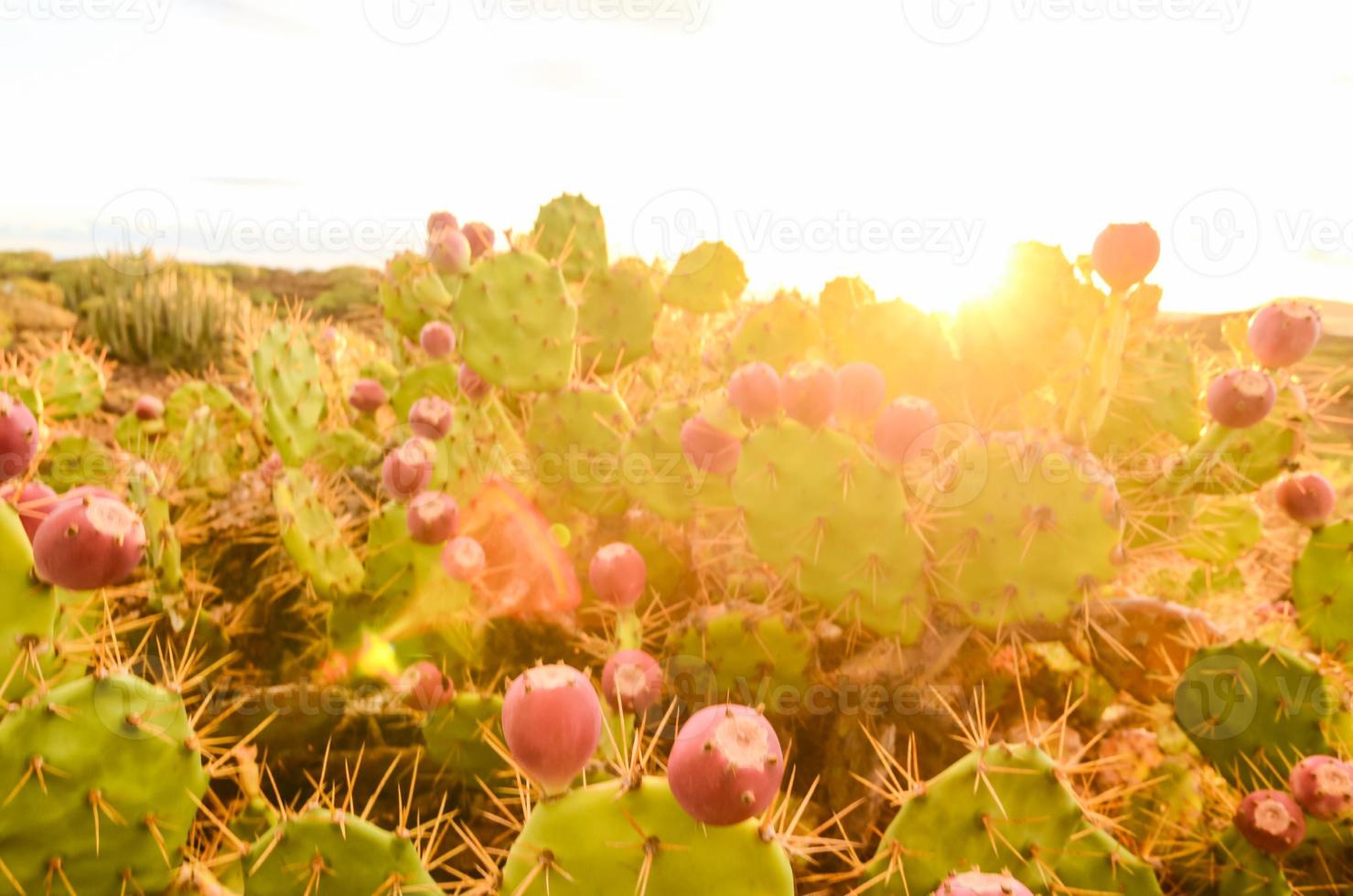 Landscape with cactus view photo
