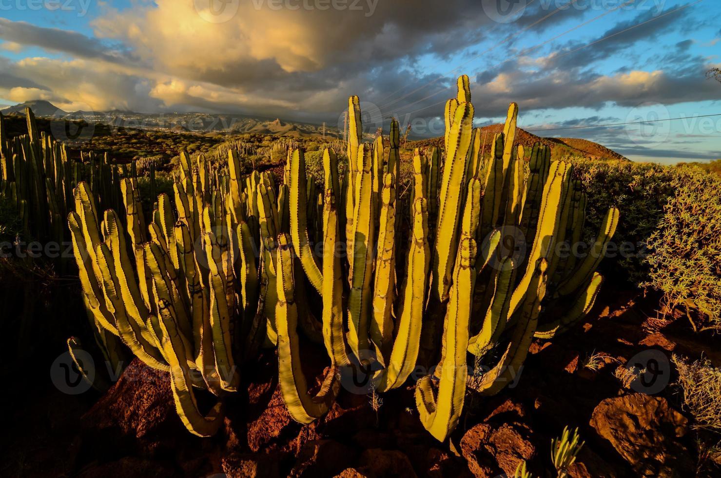 Landscape with cactus view photo