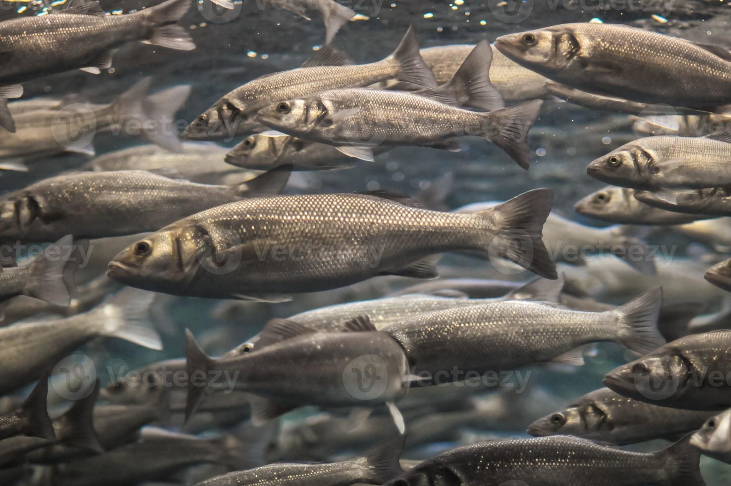Small fishes swimming photo