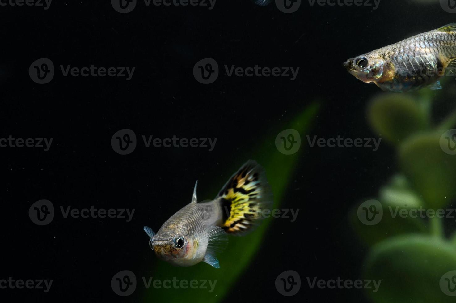 Small fishes in an aquarium photo