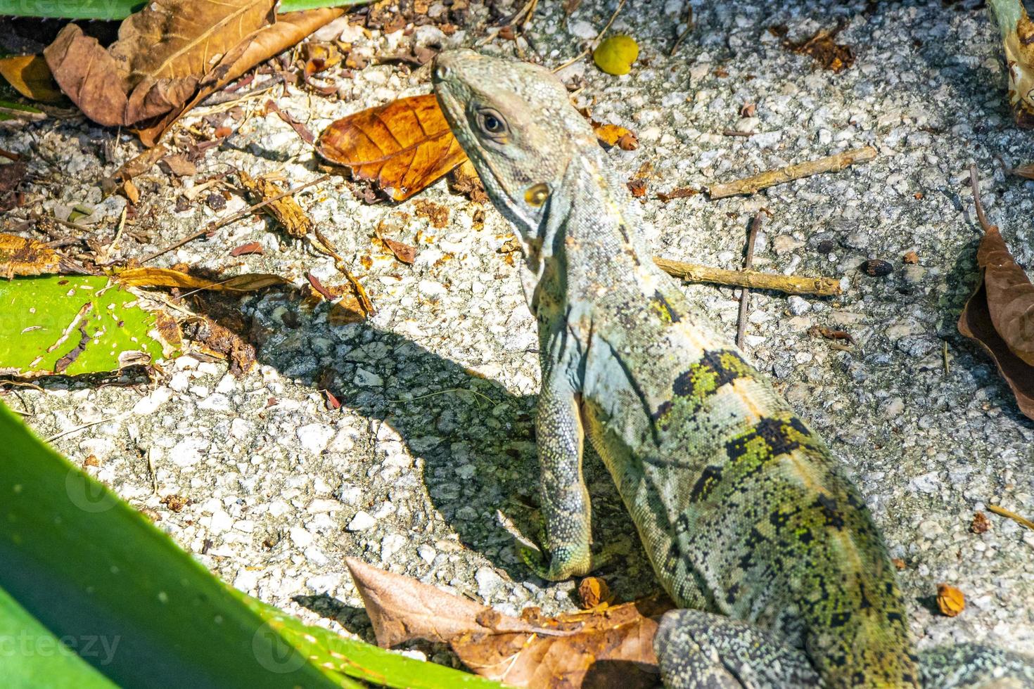 Caribbean green lizard on the ground Playa del Carmen Mexico. photo