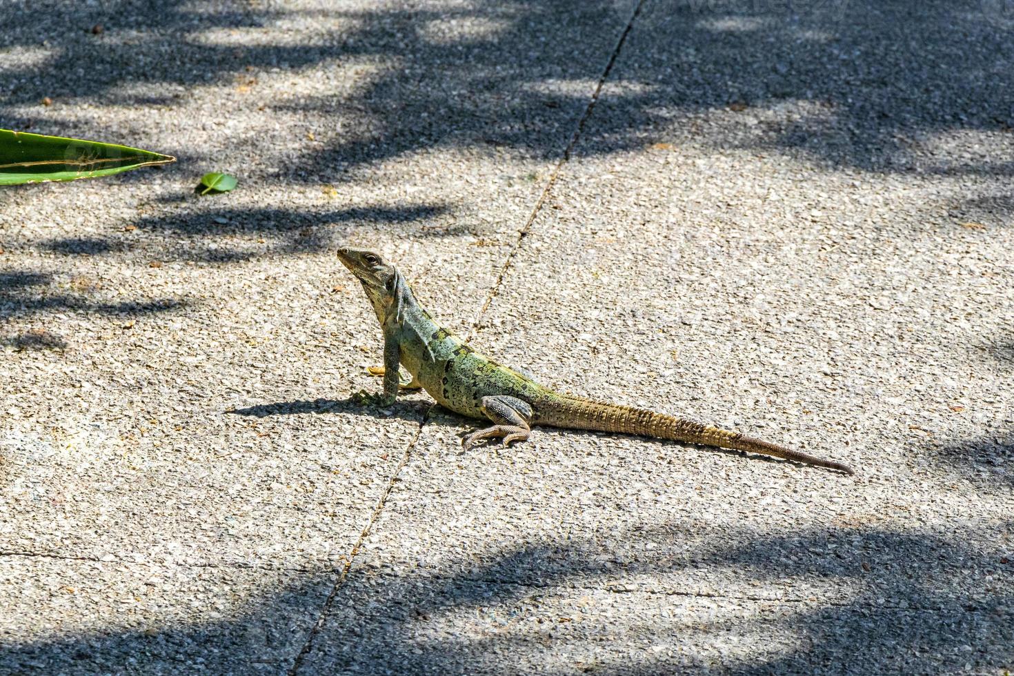 Caribbean green lizard on the ground Playa del Carmen Mexico. photo