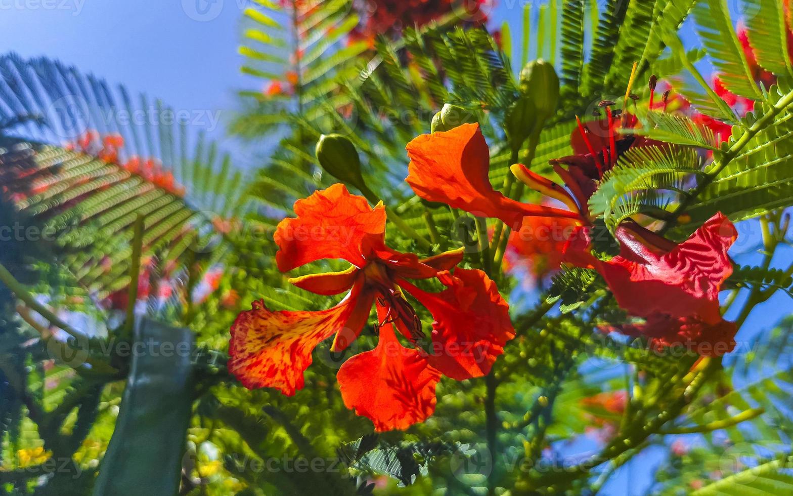 Beautiful tropical flame tree red flowers Flamboyant Delonix Regia Mexico. photo