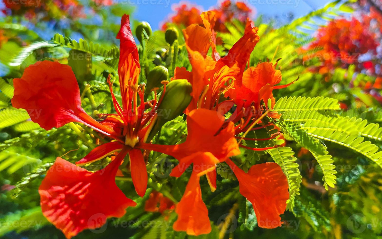 Beautiful tropical flame tree red flowers Flamboyant Delonix Regia Mexico. photo