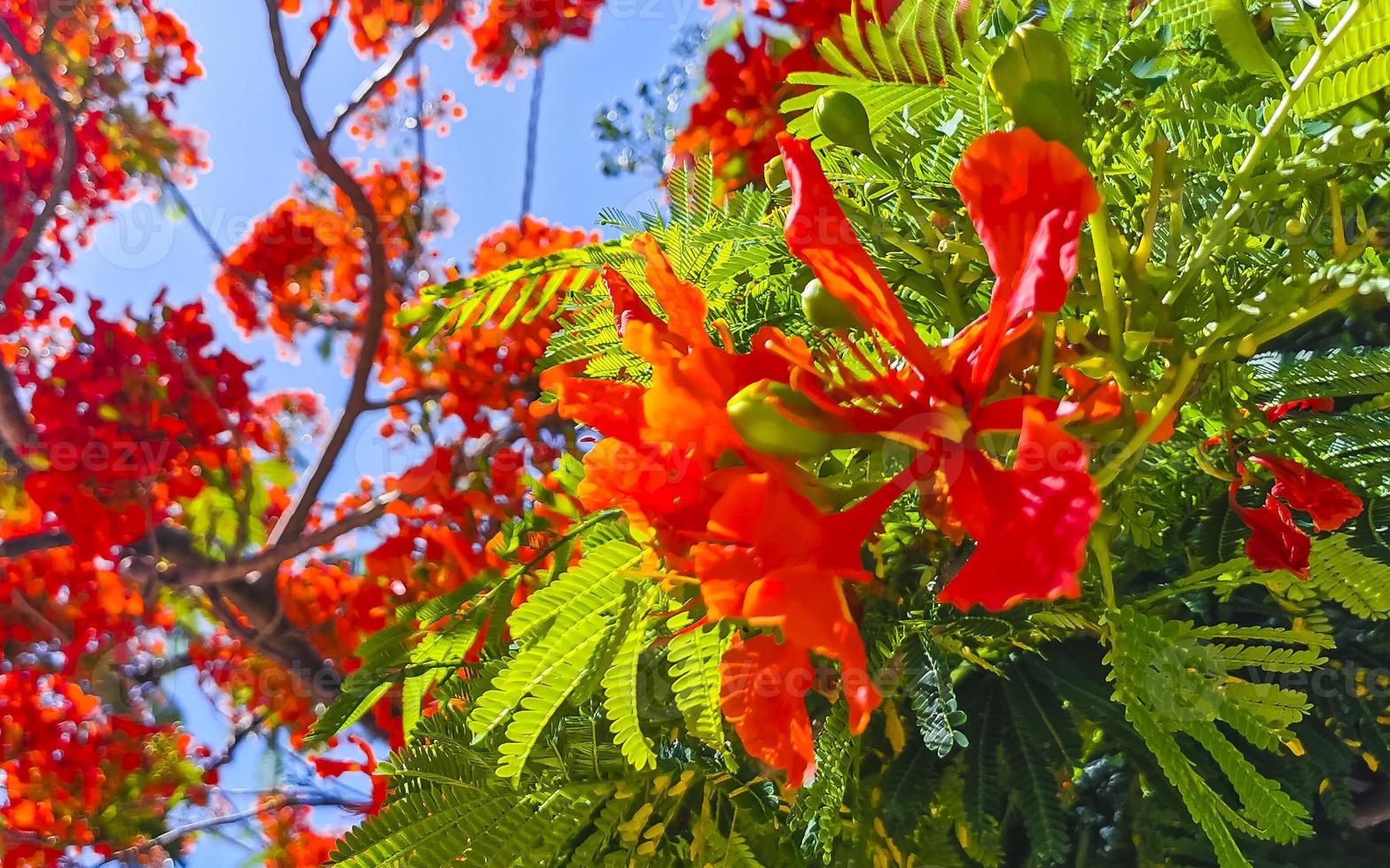 Beautiful tropical flame tree red flowers Flamboyant Delonix Regia Mexico. photo