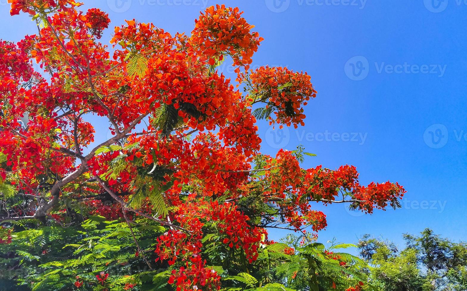 Beautiful tropical flame tree red flowers Flamboyant Delonix Regia Mexico. photo