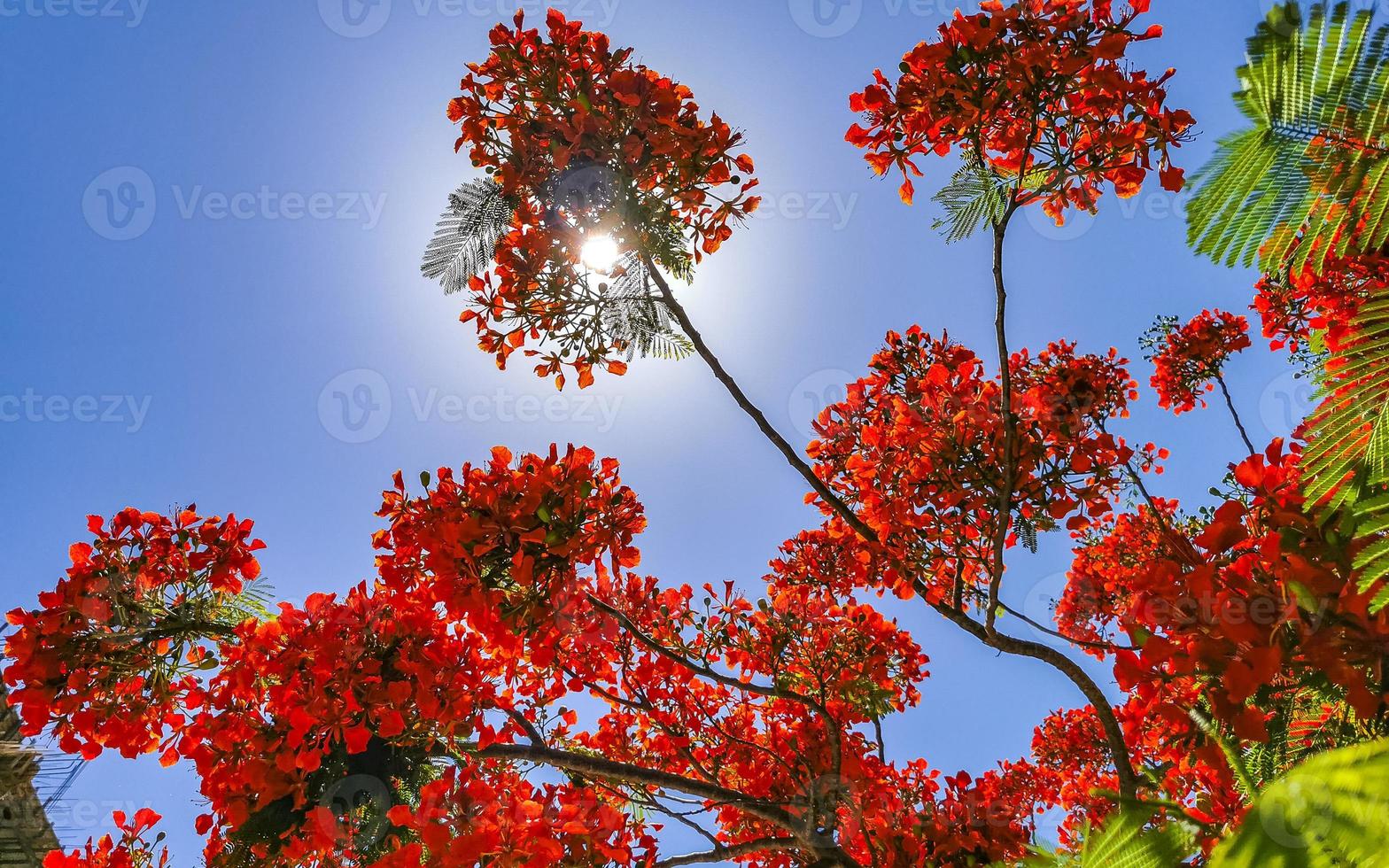 Beautiful tropical flame tree red flowers Flamboyant Delonix Regia Mexico. photo