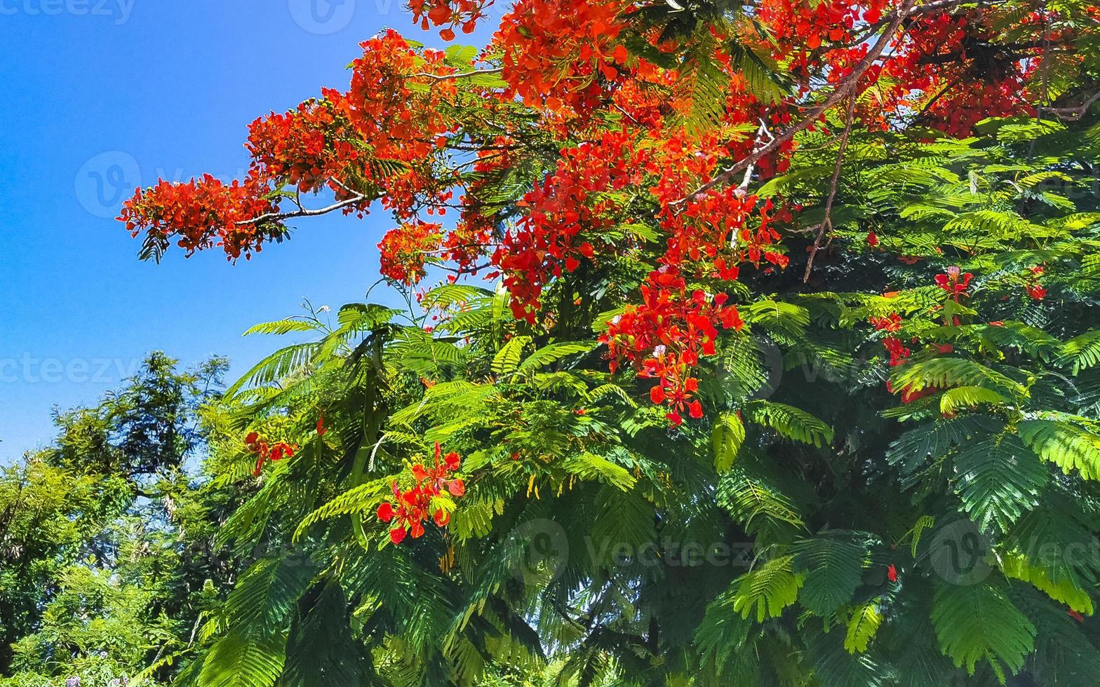 Beautiful tropical flame tree red flowers Flamboyant Delonix Regia Mexico. photo