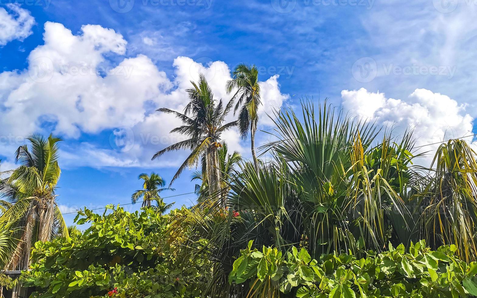 Tropical natural palm tree coconuts blue sky in Mexico. photo