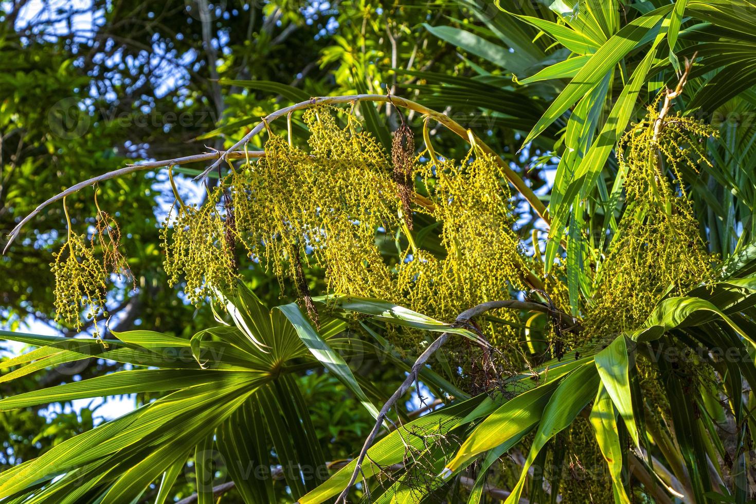 Tropical natural palm tree palm dates blue sky Mexico. photo