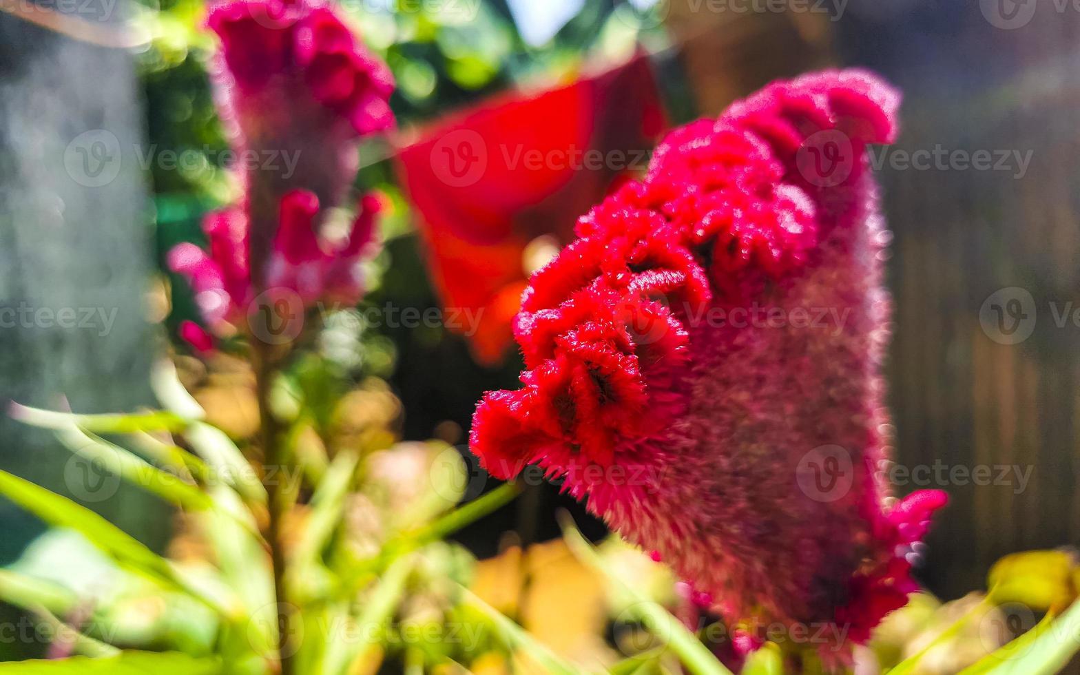 Purple pink red flowers plants in tropical forest nature Mexico. photo