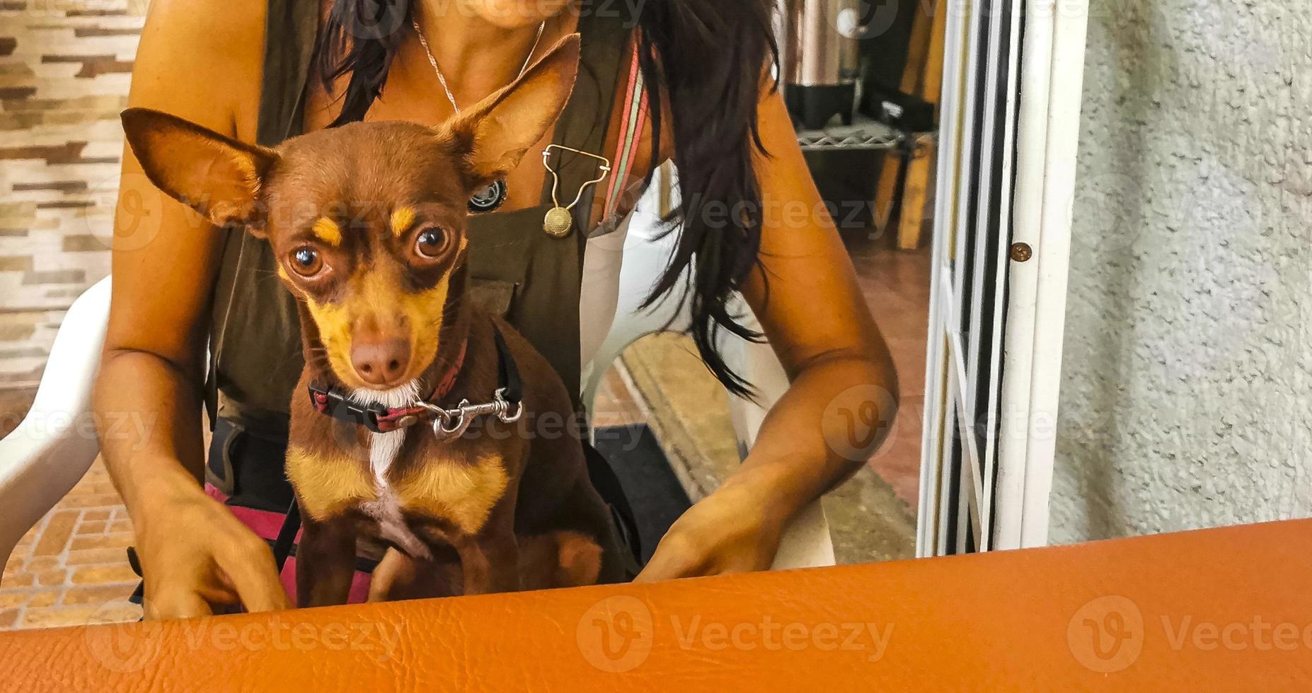 Hungry dog wants to eat at table in restaurant Mexico. photo