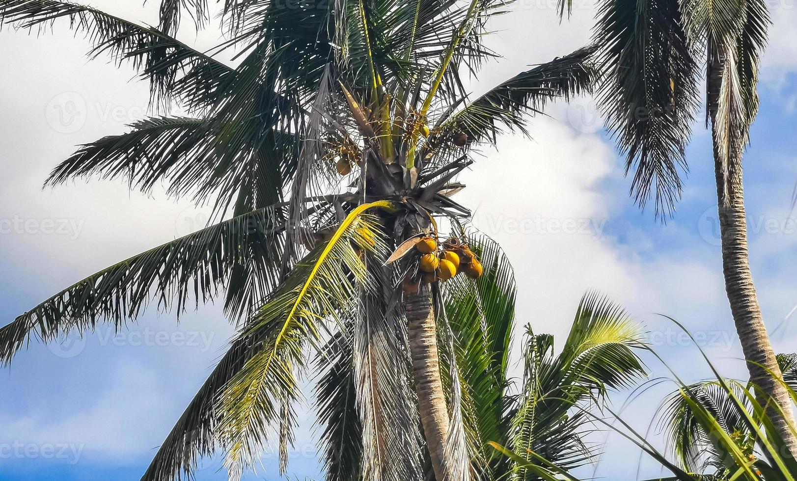 Tropical natural palm tree coconuts blue sky in Mexico. photo