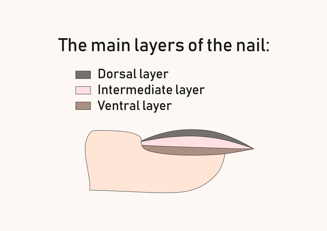 The main layers of the nail. vector