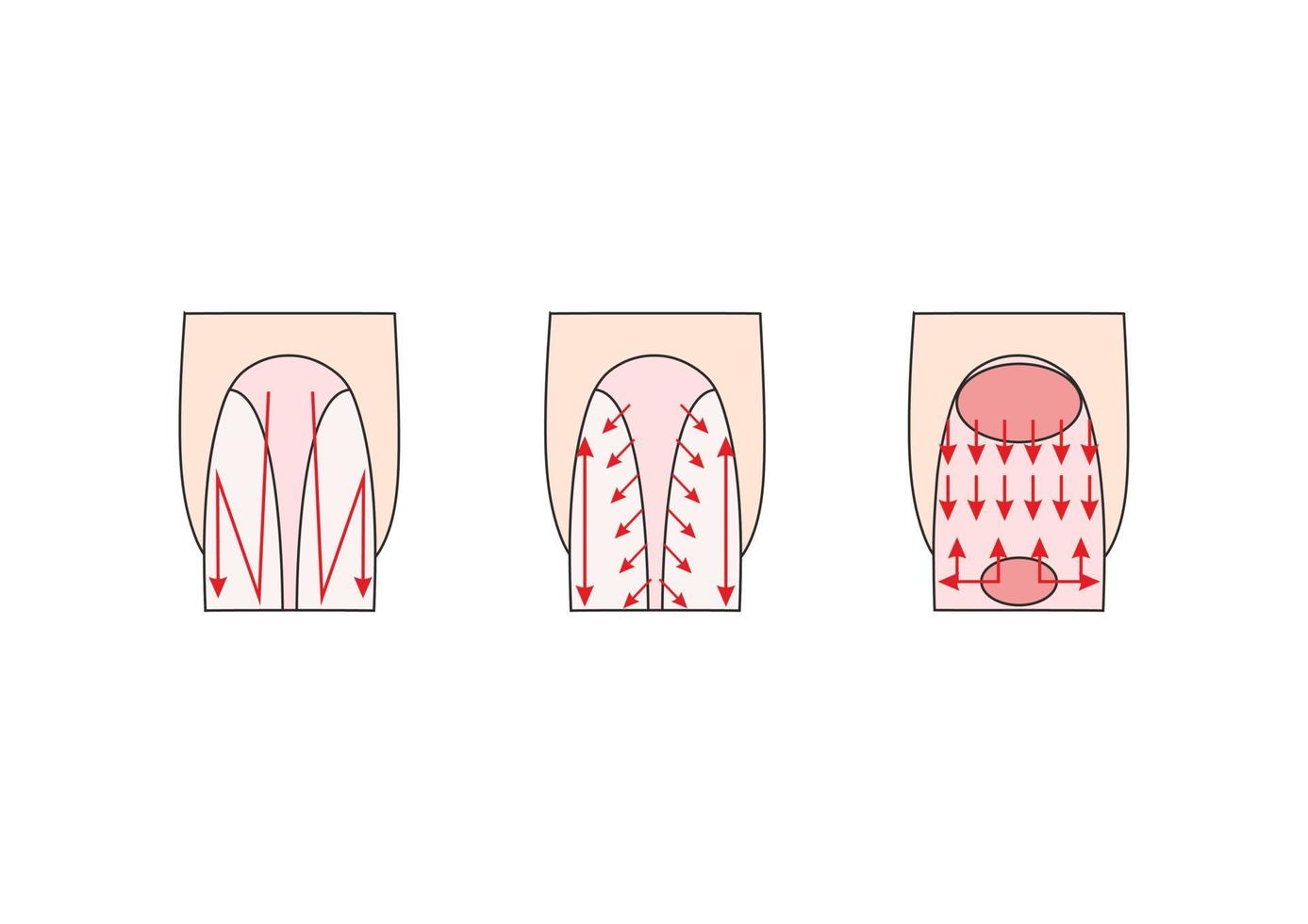 instrucción de manicura. ilustraciones vectoriales de uñas. dedos de señora. vector
