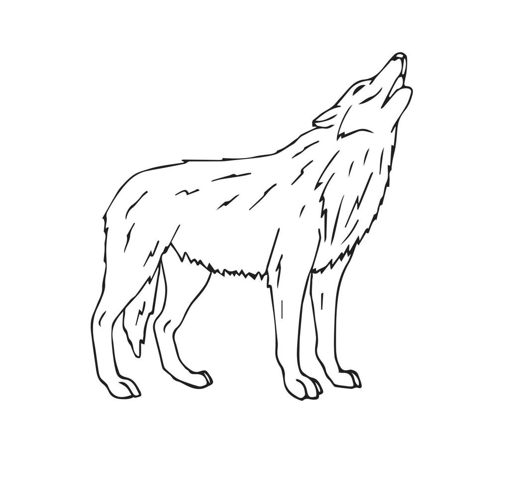 Hand drawn wolf 17484154 Vector Art at Vecteezy