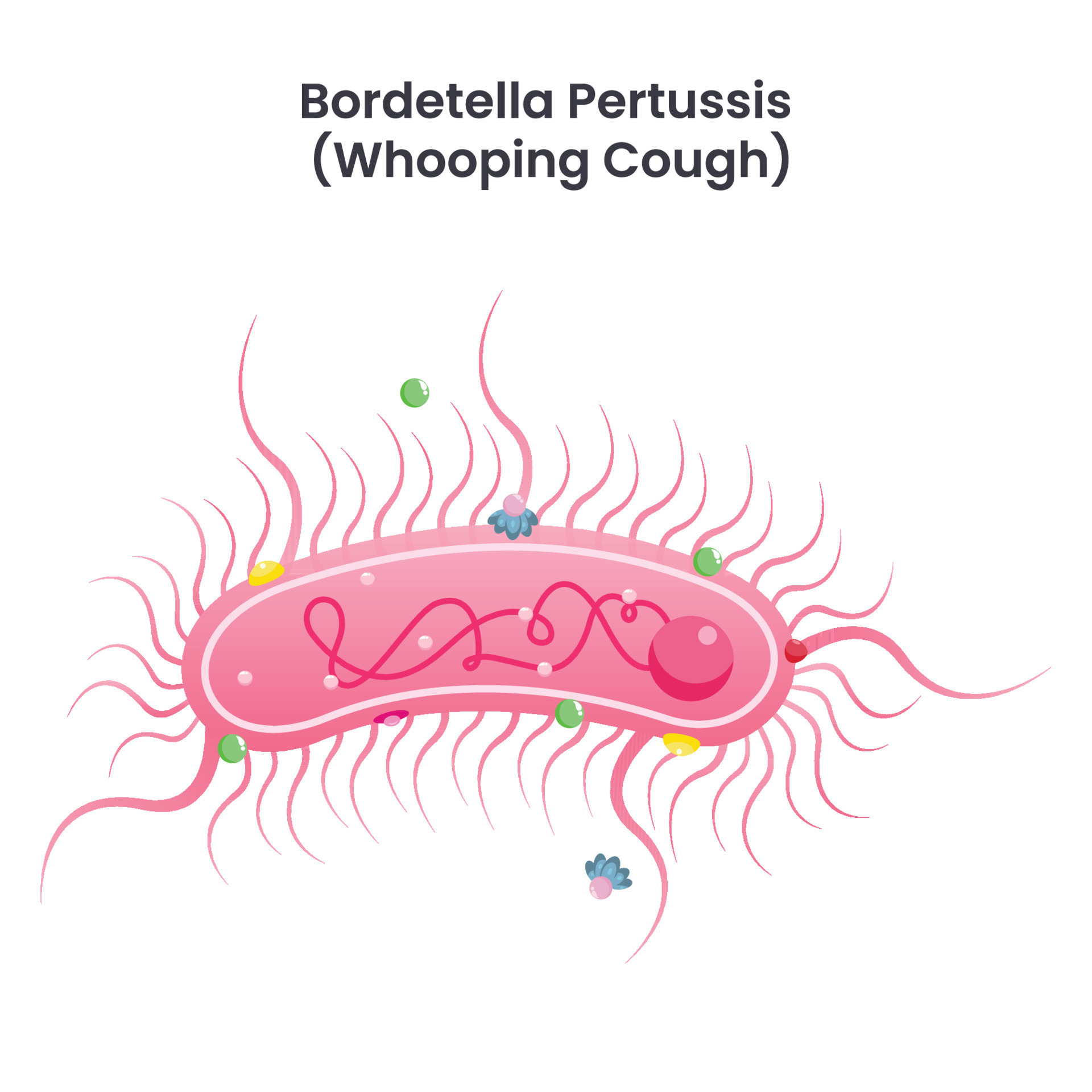 Pertussis Vector Art Icons And Graphics For Free Download Pertussis Vector Art Icons And Graphics For Free Download