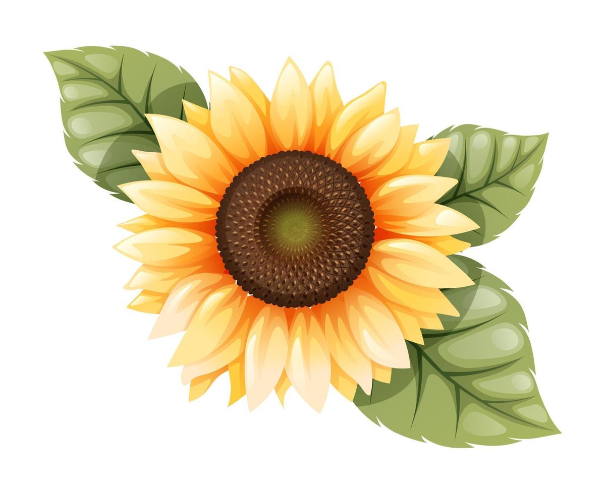 girasol aislado con hojas verdes, ilustración vectorial. vector