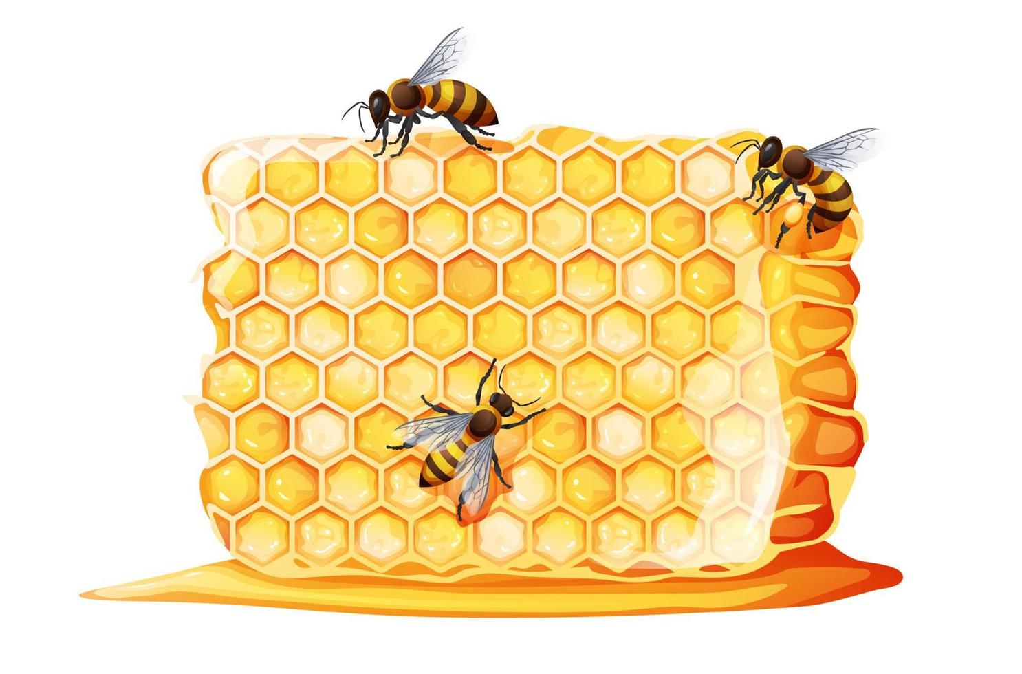 panales con abejas sobre un fondo blanco. producto delicioso y saludable. ilustración vectorial vector