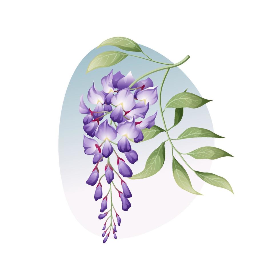 glicinas con hojas sobre un fondo blanco. ilustración floral. ideal para pegatinas, diseño de ropa, cubiertas, etc. vector